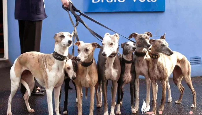 Braid Vets Hospital -  By Owner - Edinburgh